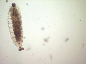Larve de rhinœstrus purpureus