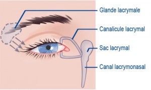Canalicules lacrymaux