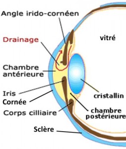 La chambre antérieure de l'œil