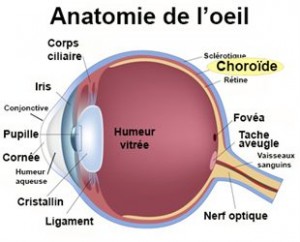La choroïde