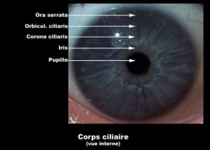 Corps ciliaire anatomie