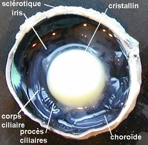 Le corps ciliaire