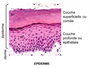 Les couches superficielles et profondes de la cornée