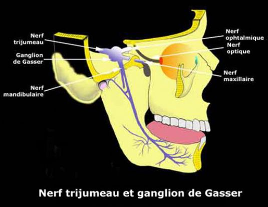 Ganglion de Gasser