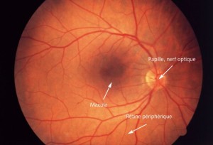 Macula de l'œil normal