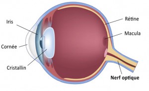 Nerf-optique
