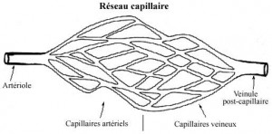 réseau capillaire