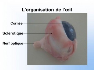 La sclérotique