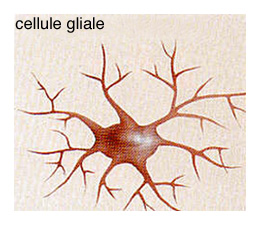La cellule glial