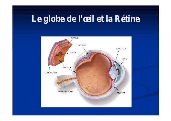 Globe de l'œil et la rétine