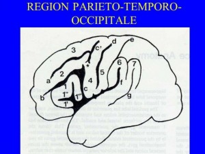 La région pariéto-occipitale