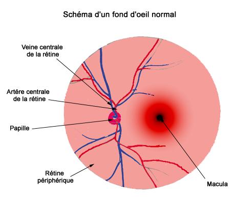 Rétine péripherique et macula