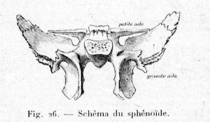 Le sphénoïde