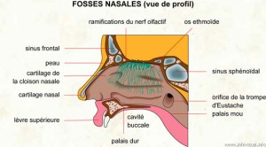 Fosse nasale