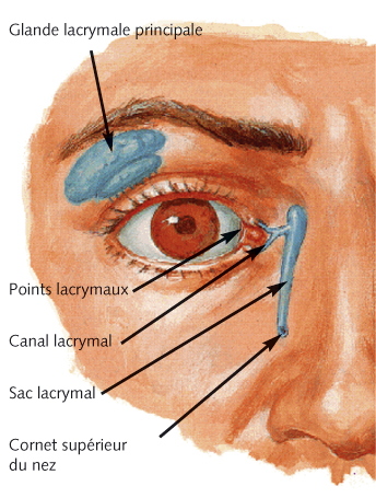 La glande lacrymale