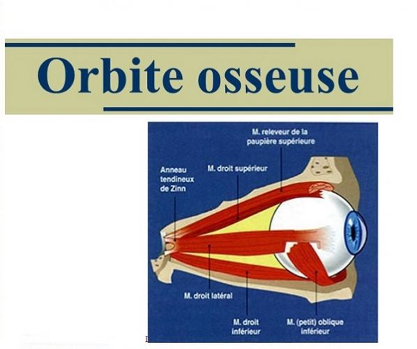 L'orbite osseuse