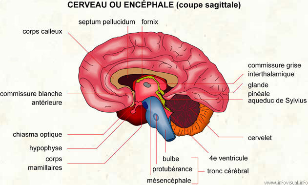 Encéphale