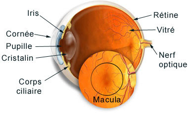 La macula de l'œil