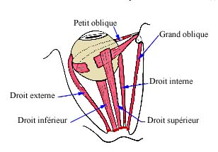 Le muscle de l'œil
