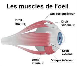 Le muscle de l'œil