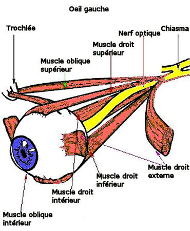 Muscle de l'œil