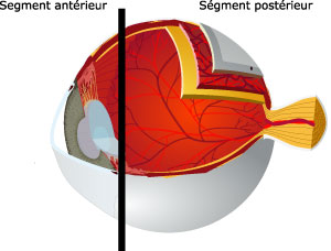 Le segment antérieur du globe oculaire
