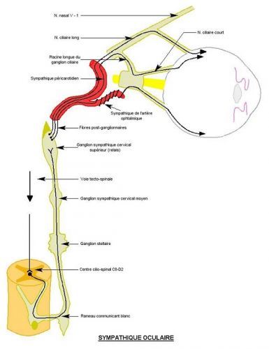 Sympathique oculaire