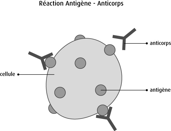 Les anticorps